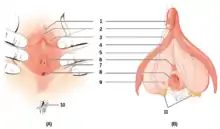 Diagrammes de face et en coupe de la vulve