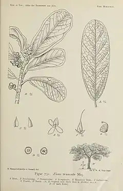 Description de l'image Figure 731 from Atlas der Baumarten von Java (Koorders & Valeton, 1918).jpg.