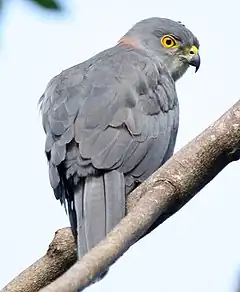 Un oiseau de proie gris perché sur une branche.