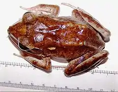 Description de l'image Fiji ground frog.JPG.