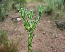 Capitules en formation (Bagnols-en-Forêt, Var, France)