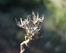 Plant sec (Bagnols-en-Forêt, Var, France)