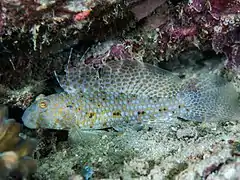 Description de l'image Filamented goby (Exyrias akihito) (49604797968).jpg.