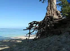 Filao déchaussé par l’érosion de la plage.