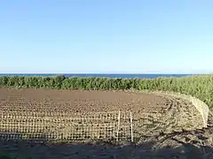 Les agriculteurs utilisent des filets anti-lapins pour lutter contre les ravages produits par les lapins de garenne et lapins non domestiques.