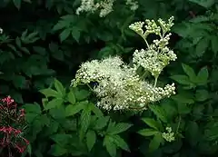 Inflorescence