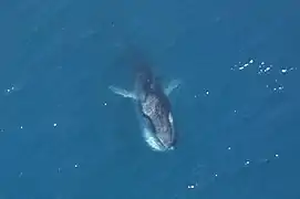 Rorqual commun se nourrissant sous l'eau.