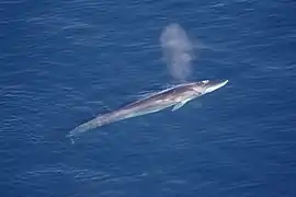 Un Rorqual commun (Balaenoptera physalus)