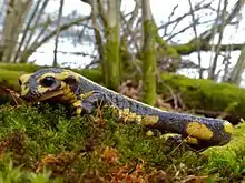Une salamandre en forêt d'Écouves (Orne, France)