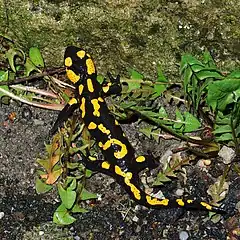 Un individu de la sous-espèce S. s. salamandra avec des taches plus grosses.