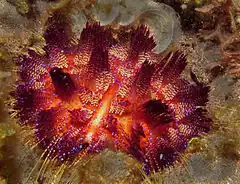 Asthenosoma varium (Echinothurioida).