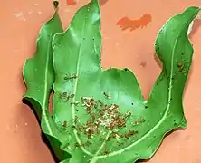 Fourmis tisserandes avec couvain sur une feuille.