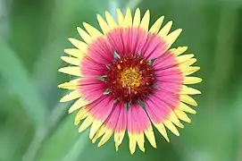 Gaillardia pulchella.