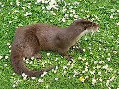 Loutre commune(Lutra lutra)