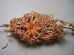 Astrocyclus caecilia