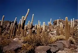 Cactus géants, Bolivie (Polygonales, Cactaceae)
