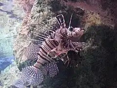Laffe mombaise (Pterois mombasae)