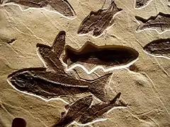 Des fossiles exposés au Canyon Inn.