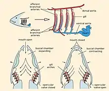 Schémas du système respiratoire d'un poisson.