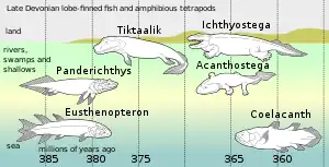 Descendants des sarcoptérygiens pélagiques