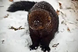 Vue de face d'un Pékan en manteau d'hiver