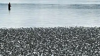 Pêcheur au large d'une vasière à Lysekil, Suède.