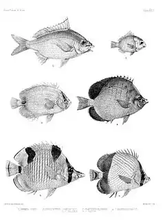 Description de l'image Fishes of India. Atlas. Plate XXVI.jpg.
