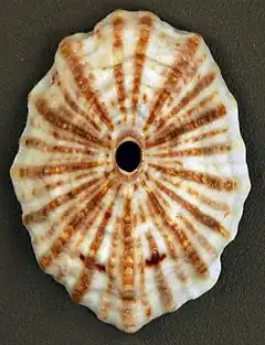 Description de l'image Fissurella barbadensis (Barbados keyhole limpet) (San Salvador Island, Bahamas) 1 (16190039292).jpg.