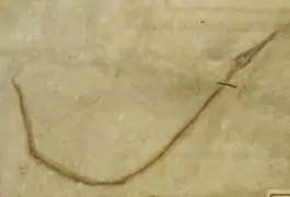 Fossile de Fistularia longirostris