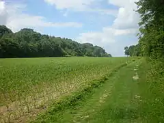 Lisière entre le bois Saint-Jean et le bois de la Frête.