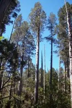 L'Alerce (Fitzroya cupressoides), un des composants essentiels de la forêt valdivienne est une espèce de conifères qui peut vivre plusieurs milliers d'années.