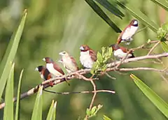 Description de l'image Five-coloured Munia (Lonchura quinticolor) (8074121105) (cropped).jpg.