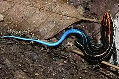 Description de l'image Five-striped Blue-tailed Skink (Plestiodon elegans) 藍尾石龍子.jpg.