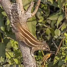 Petit animal roux et de belles rayures claires au long du corps, avance la tête en bas sur une petite branche.