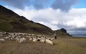 Les moutons islandais ont assuré la subsistance et l'habillement des habitants mais ont contribué fortement à la dégradation des sols et de la végétation.