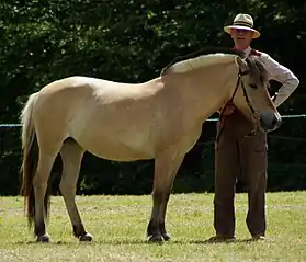 Poney Fjord au modèle