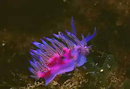 Flabellina affinis (Flabellinidae)
