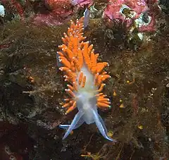 Description de l'image Flabellina amabilis 001.jpg.