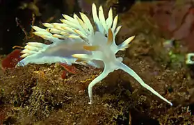 Flabellina babai