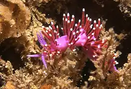 Description de l'image Flabellina funeka purple lady.jpg.