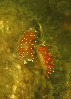 Description de l'image Flabellina gracilis.jpg.