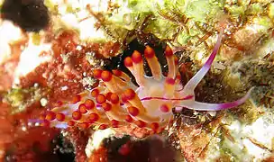 Flabellina rubrolineata