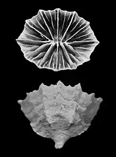 Description de l'image Flabellum apertum (10.3989-scimar.04863.10A) Figure 3 (cropped).jpg.