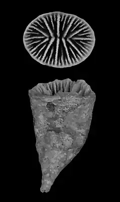 Description de l'image Flabellum areum (10.3989-scimar.04863.10A) Figure 3 (cropped).jpg.