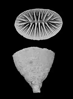 Description de l'image Flabellum thouarsii (10.3989-scimar.04863.10A) Figure 3 (cropped).jpg.