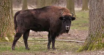 Bison d'Europe (Bison bonasus).