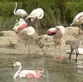 Flamant rose