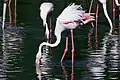 Flamant rose