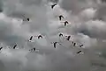 Marais de la Macta : vol de Flamants roses.