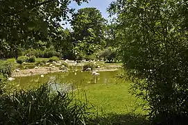 Flamants roses à Sebkha Sijoumi